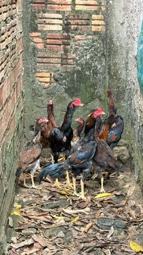 Tenho 3 Galo bem novinho começando a cantar