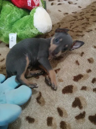 Pinscher Fêmea Blue