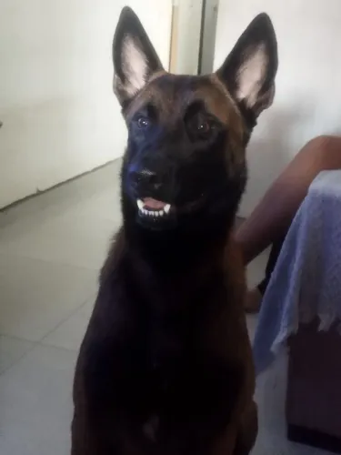 Belga malinoar para reprodução