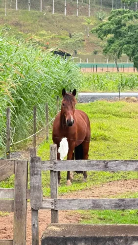 Cavalo bem manso 
