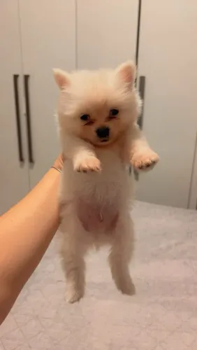 Lulu Pomerania