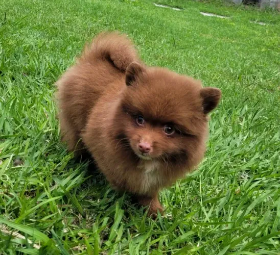 Spitz Alemão fêmea 12x sem juros pediree CBKC