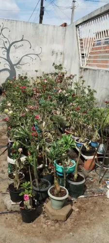 VENDO/TROCO ROSAS DO DESERTO