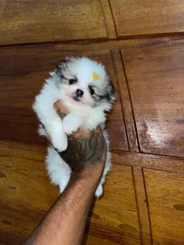 Lulu da pomerania anão 
