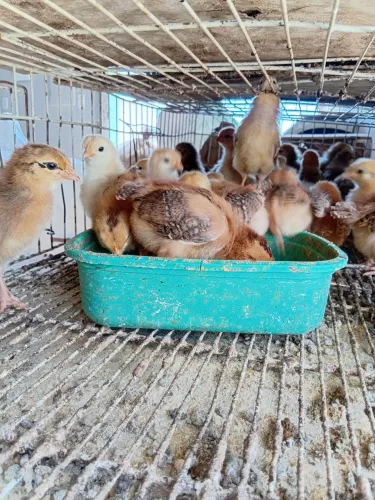 Pintos Embrapa 051 a pronta entrega 