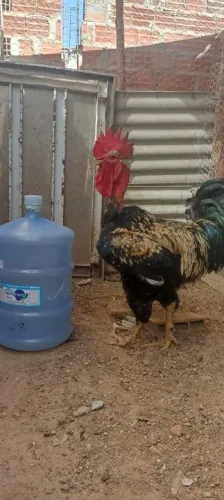Galinha Polaco Balão - Ovos Férteis, Pintinhos e Franguinhos