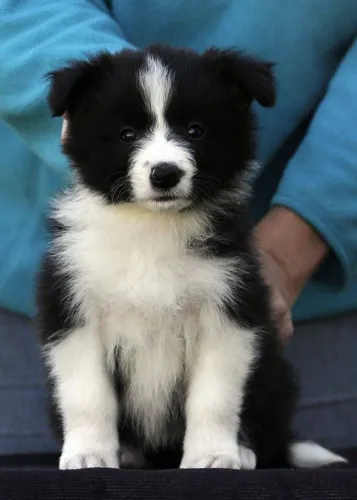 Filhote de Border Collie