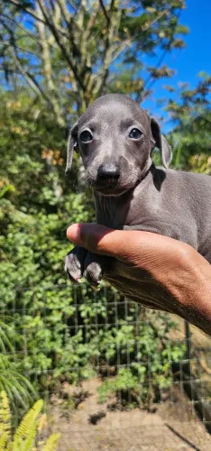 Galgo Italiano Bebê perfeito - SOMOS DO RJ