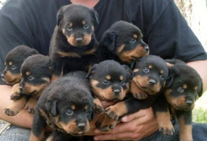 Rottweiler trabalhamos com mais de 20 raças.