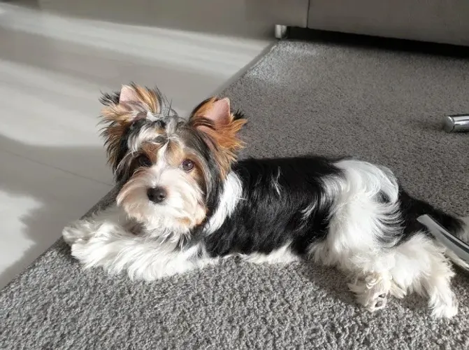 Biewer Terrier machos e fêmeas super pequenos!!