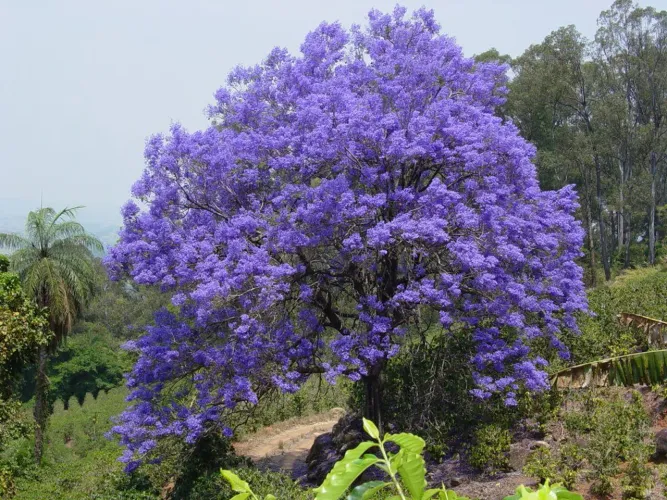 Jacarandá roxo / ipê / cedro / mogno a 10$ ( se levar todo o viveiro faço a 5$ pra ref ref