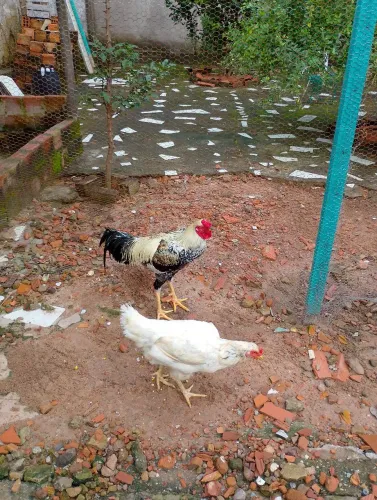 Casal frangos caipira