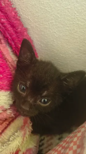 Gato