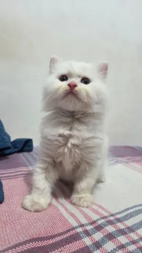 Gatos persa