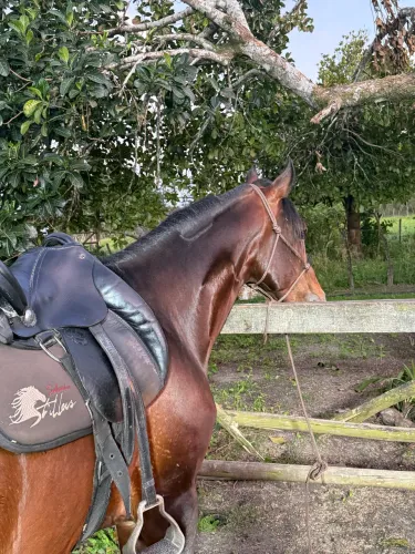 Cavalo mangalarga marchador