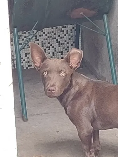 Doação 