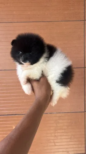 Lulu da Pomerânia anão macho