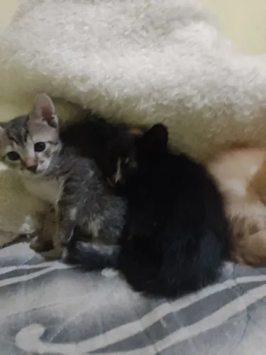 doa se gatinhos 