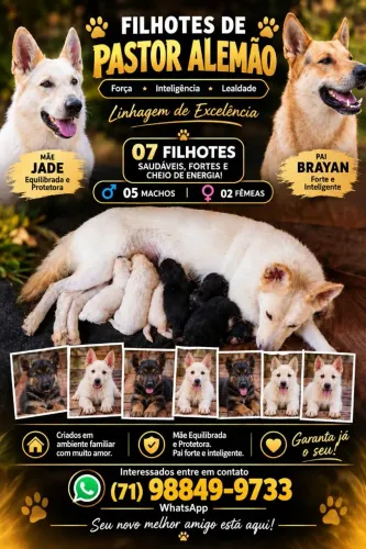 Filhotes de Pastor Alemão
