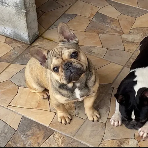 Bulldog francês fêmea 5 anos castrada