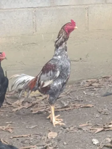 GALO ÍNDIO E GALINHAS ÍNDIA 