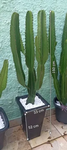 Cacto mandacaru