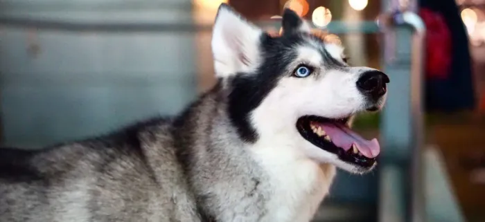 Husky Siberiano macho 2 anos