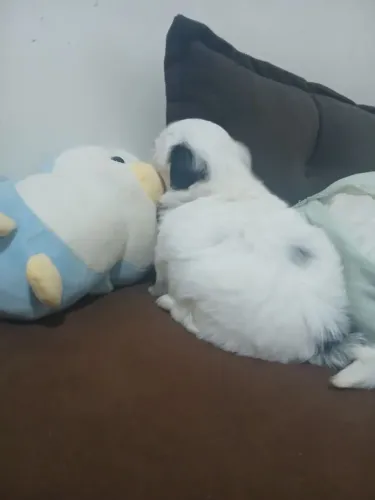 Shitzu mini machinho