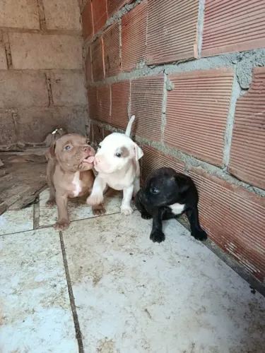 Filhote de american bully