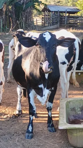 Vendo 2 vacas holandesa