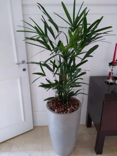 Vasos para plantas