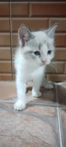 Gatinhos