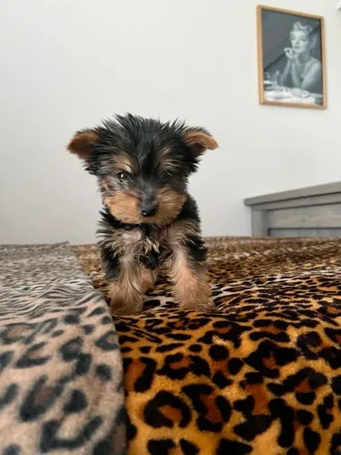Yorkshire Terrier - Um Dog Especial Esperando Por Um Dono Especial