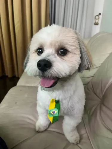 Cachorro para cruzar