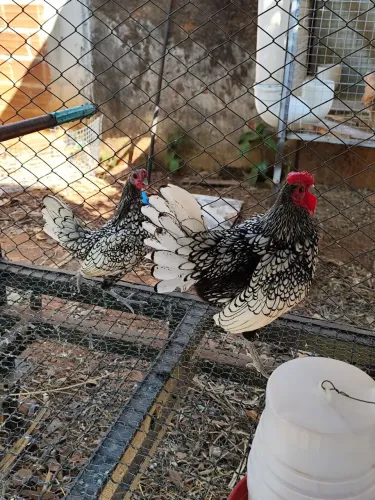 Casal de galinhas sebriht Plata.