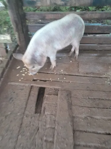 Mini Pig porco