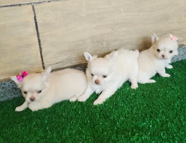 Chihuahua uma riqueza de filhote
