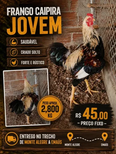 Galo caipira