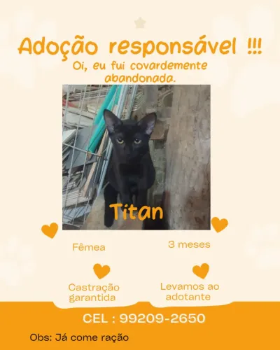 Gato para adoção 