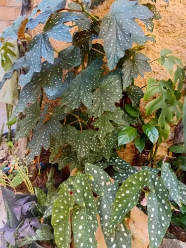 Plantas
