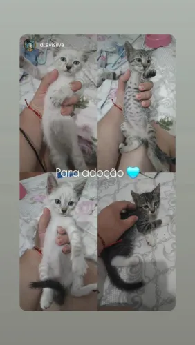 Filhote de Gato