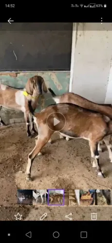 Cabra angro nubiana e cabra saanen lote com 12