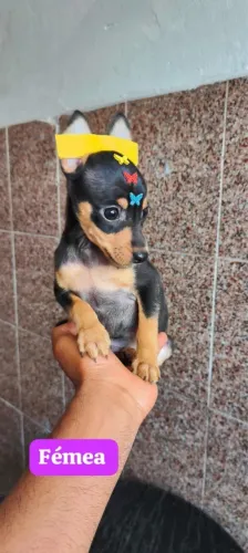 Pinscher entregamos até você 68 dias 