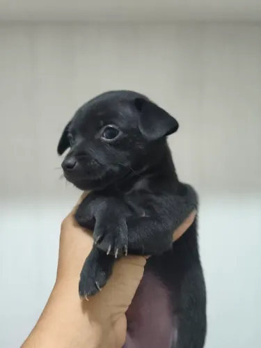 Filhote de pinscher 1 - macho