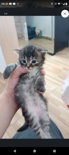 Gatinho para doar