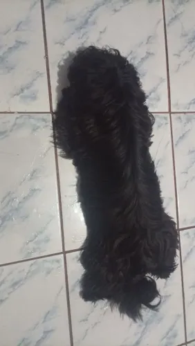 Shitzu 9 meses