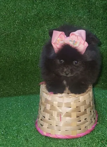 Lulu da Pomerânia black