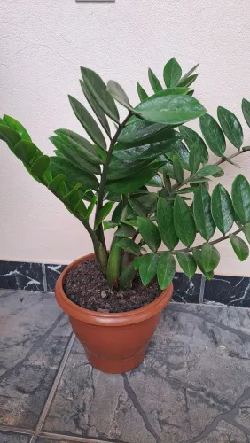 Vendo essa linda Zamiocuca