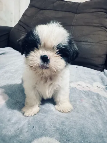 Vendo cachorrinhos shih tzu