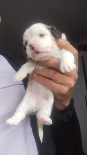 Filhotes de cachorro lhasa apso